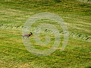 Roebuck on a meadow in spring in Germany