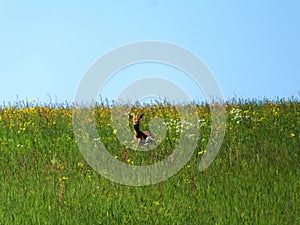 Roebuck on a meadow in spring