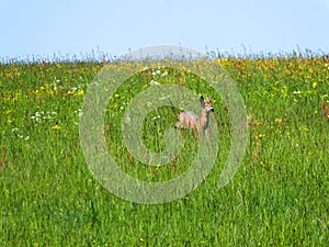 Roebuck on a meadow in spring