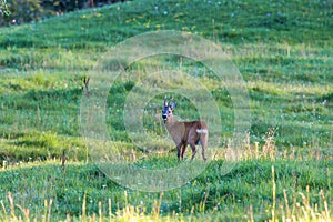 Roebuck on a meadow in summer