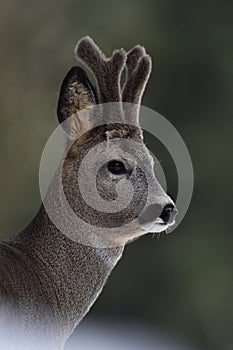 Roebuck portrait. Roe deer portrait.