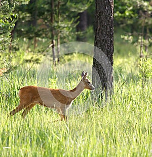 Roedeer ( Capreolus capreolus )