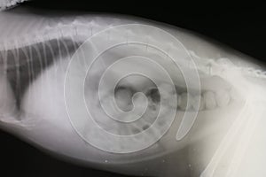 Roentgenogram of abdominal cavity and thoracic cavity cat photo