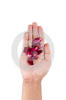 Roes petals on hand, isolated on white background