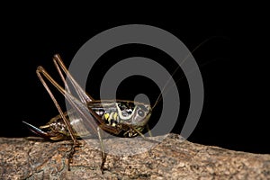 Roesel& x27;s bush cricket & x28;Metrioptera roeselii& x29; against black