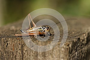 A beautiful Roesel`s Bush-Cricket, Metrioptera roeselii, perching on wood fence post.