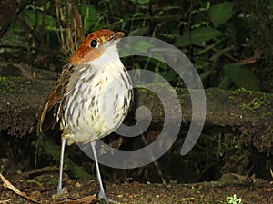 Roestkapmierpitta, Chestnut-crowned Antpitta, Grallaria ruficapi