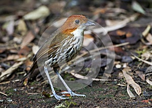 Roestkapmierpitta, Chestnut-crowned Antpitta, Grallaria ruficapilla photo