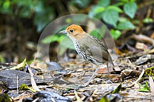 Roestkapmierpitta, Chestnut-crowned Antpitta, Grallaria ruficapilla