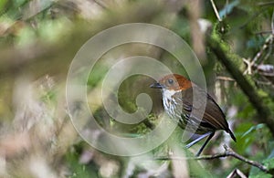 Roestkapmierpitta, Chestnut-crowned Antpitta, Grallaria ruficapilla