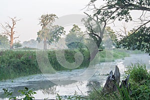 Rogalin Landscape Park - aoxbow lake and meadow with tree in the mist after sunrise