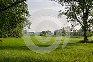 Rogalin oaks national park meadow in early morning sun