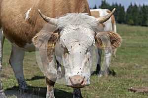 Rogla, Pohorje mountain range, Slovenia, Europe - cows on pasture