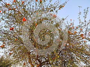 Rohida trees, Rajasthan, India