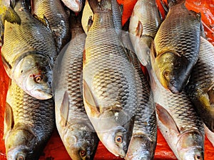 rohu carp fish arranged in fish market for sale in indian fish market