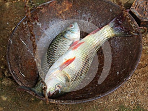 rohu fish weighing on traditional indian weighing balance HD