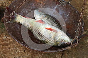 rohu fish weighing on traditional indian weighing balance HD