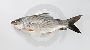 The rohu, rui, or roho labeo is a species of fish of the carp family. photo
