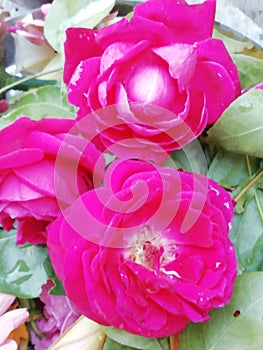 Roj flowers to osam beautiful neture art osam good flowers photo