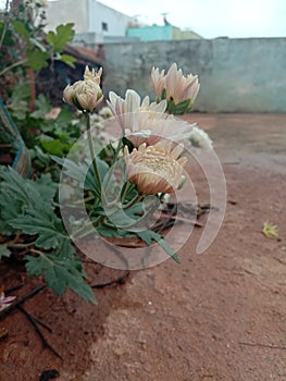 Roja flower in draems time photo