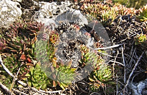 Rojnik - Sempervivum, rock plants from limestone rocks on the Krakow-Czesochowska Upland