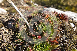 Rojnik - Sempervivum, rock plants from limestone rocks on the Krakow-Czesochowska Upland