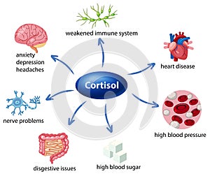 The role of cortisol in the body diagram