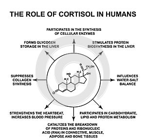 The role of cortisol in humans. The stress hormone cortisol is a chemical molecular formula. Infographics. Vector