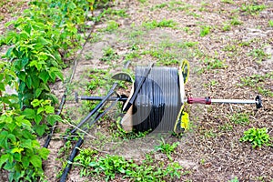 Roll of drip tape on a raspberry plantation. Laying irrigation for plant growth and nutrition