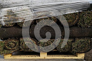 Roll grass closeup, turf on the pallet