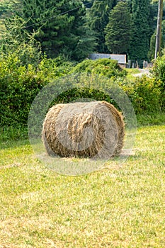 A roll of harvested hay in a rural pasture. Bale of dry straw