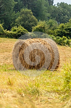 A roll of harvested hay in a rural pasture. Bale of dry straw