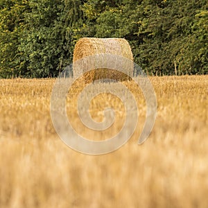 Roll of hay during harvest time