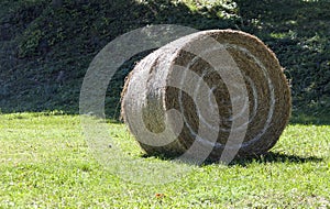 Roll of hay lie in a sloping field.