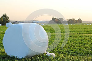 Roll of mowed forage grass packed in polyethylene.