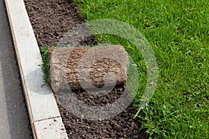 Roll-up lawn. Landscaping of territory in the park. Roll of turf or turfgrass, close-up