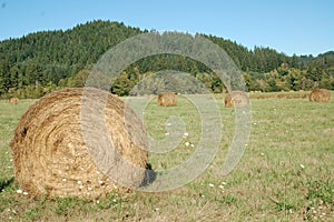 Rolled bales of hay in Oregon`s Willamette Valley
