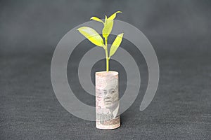 Rolled banknote money five hundred Cambodian Riel and young plant grow up with dark grey floor and background