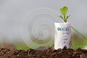 Rolled banknote money one thousand Cambodian Riel and young plant grow up from the soil