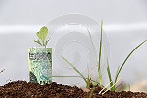 Rolled banknote money two thousand Cambodian Riel and young plant grow up from the soil