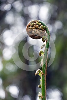 Rolled fern close-up on blurred background