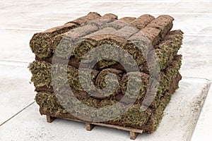 The rolled grass lawn closeup is ready for laying, a pile of perfect rolled turf on a pallet on the