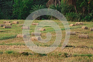 Rolled grasses shown in Grassland