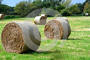 Rolled Hay bails in a field