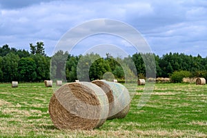 Rolled Hay bails in a field