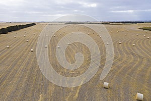 Rolled hay bales in a dry agricultural field in regional Australia