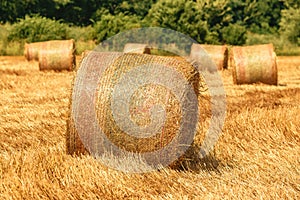 Rolled hay bales in wheat field stubble after cereal plant harvest