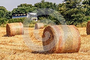 Rolled hay bales in wheat field stubble after cereal plant harvest