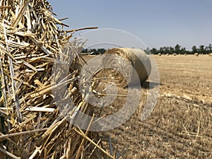 Rolled hay on a mowed field. Blurred background