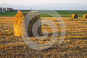 Rolled haystack. hay bale. agriculture field with sky. rural landscape. straw on the meadow. harvest in summer